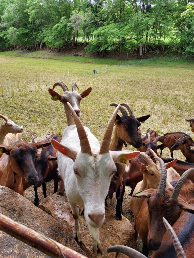Appartamento Au Petit Bois Magique Payrac Esterno foto